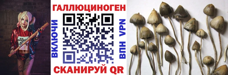 Псилоцибиновые грибы Psilocybe  shop какой сайт  Кашин 